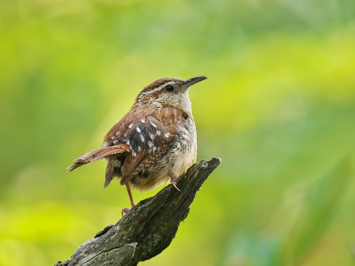 Carolina Wren - ML623647763