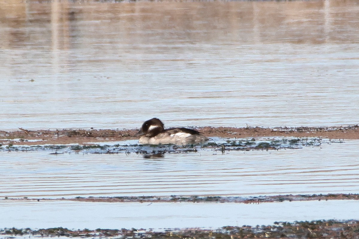 Bufflehead - ML623647797