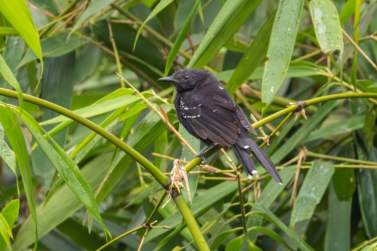 Manu Antbird - ML623647868