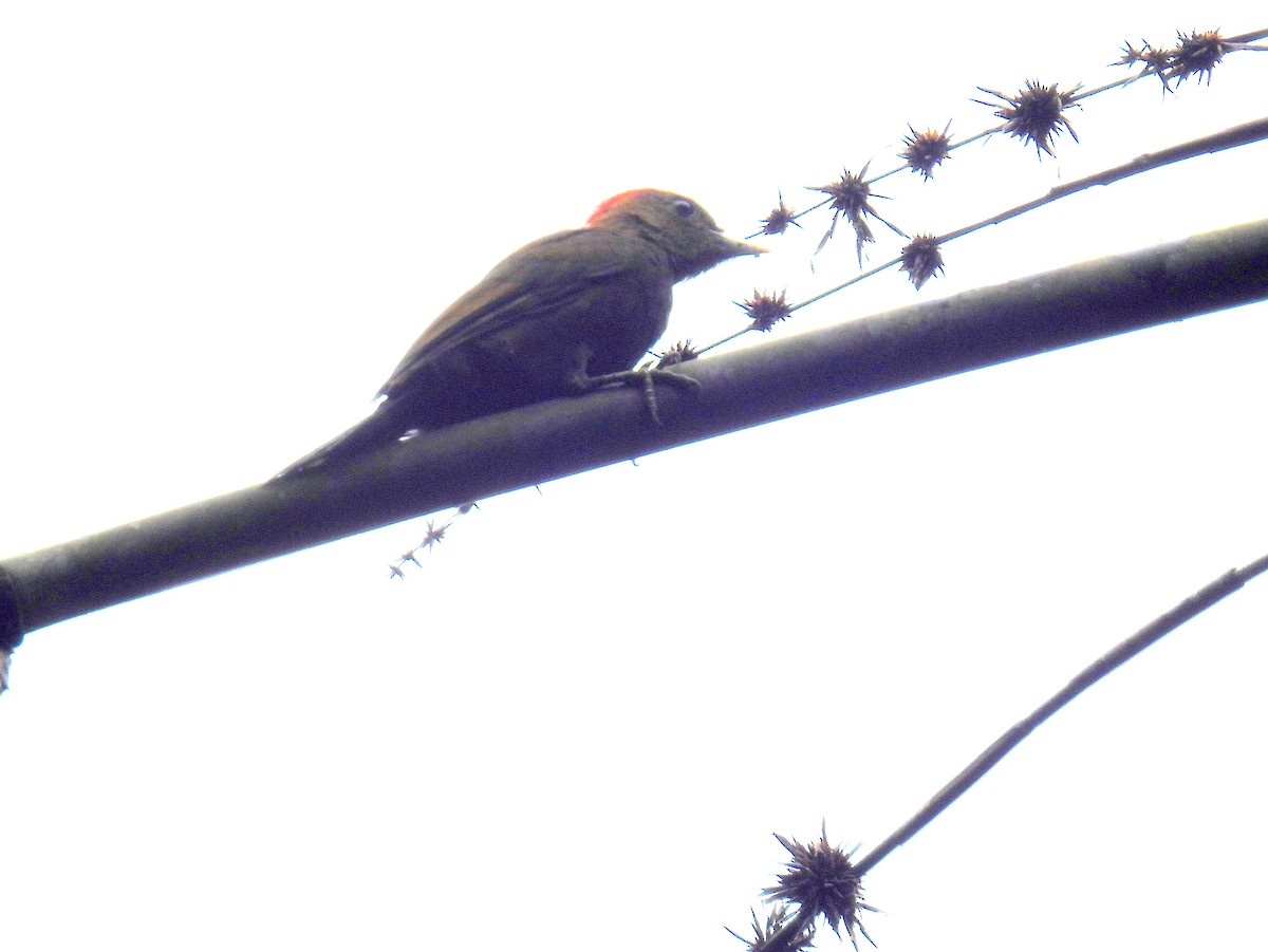 Bamboo Woodpecker - bob butler