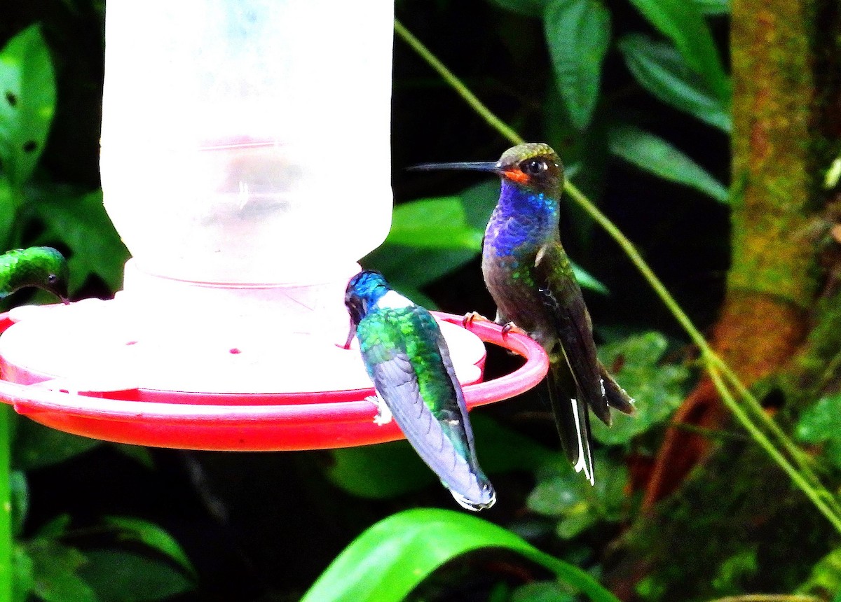 Colibrí de Bouguer Occidental - ML623647917