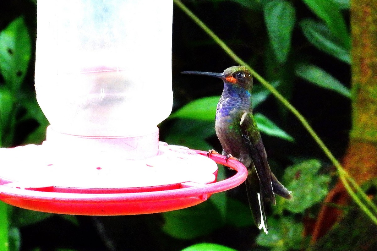 Colibrí de Bouguer Occidental - ML623647918