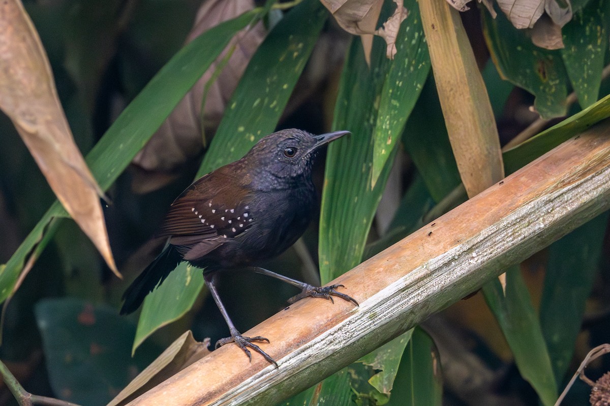 Black-throated Antbird - ML623647940