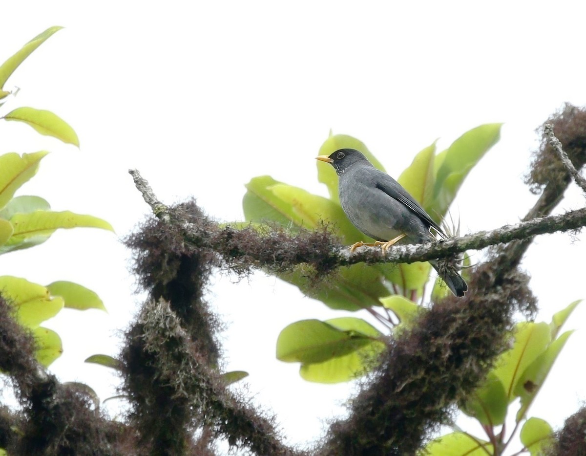 Andean Slaty Thrush - ML623647950