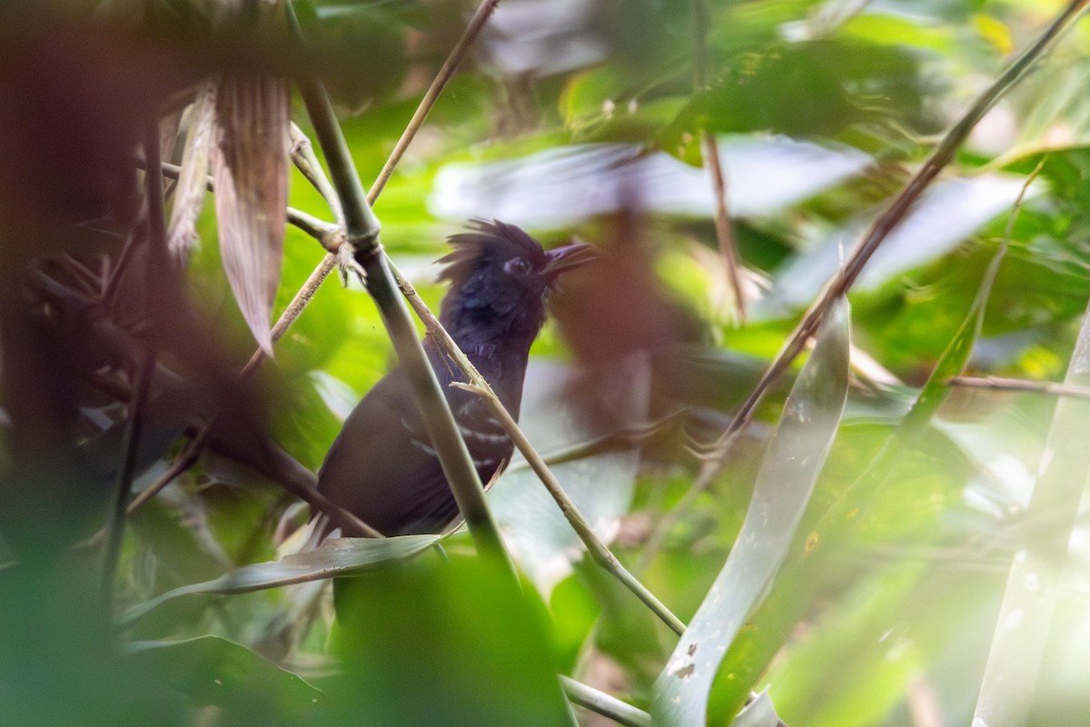 White-lined Antbird - ML623647991