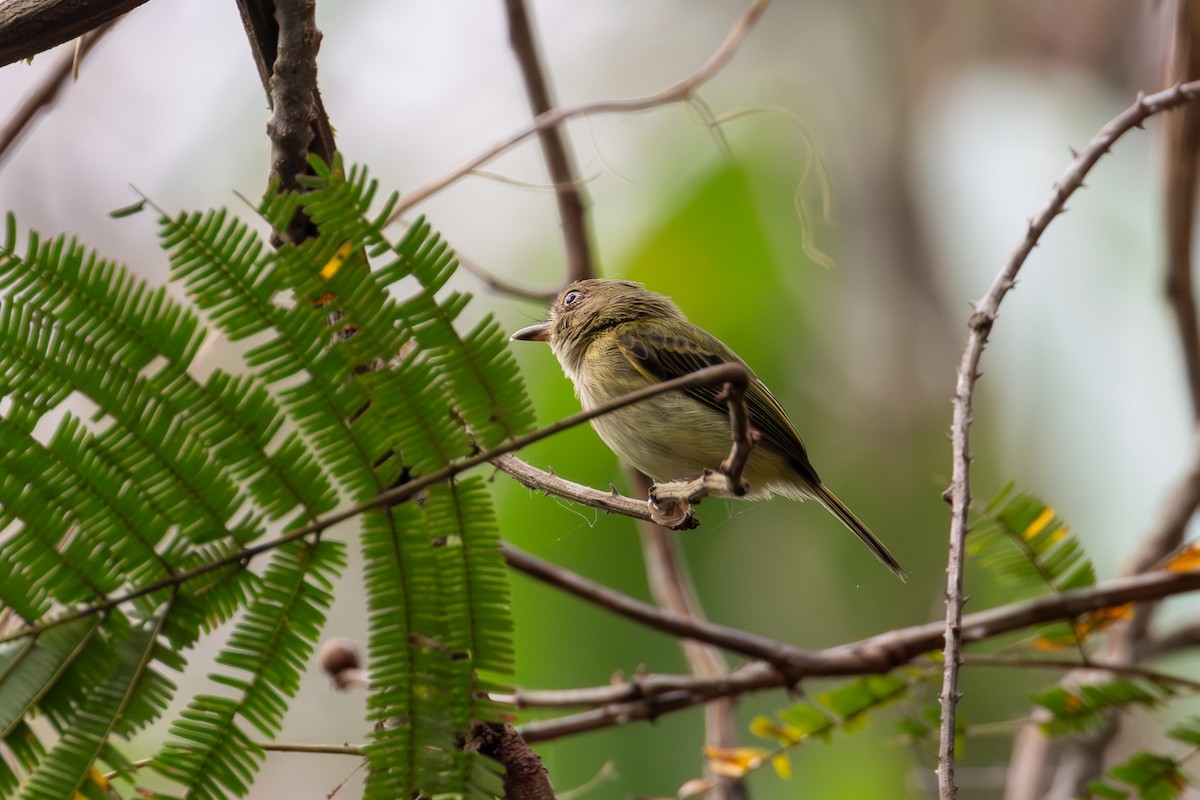 Long-crested Pygmy-Tyrant - ML623647993