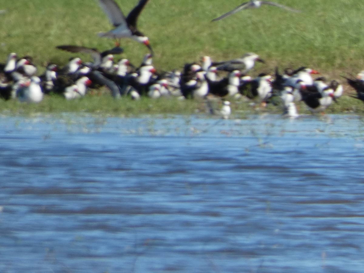 Black Skimmer - ML623648012