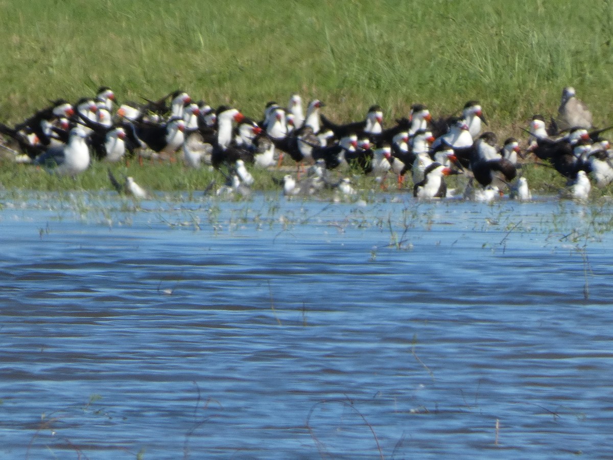 Black Skimmer - ML623648013