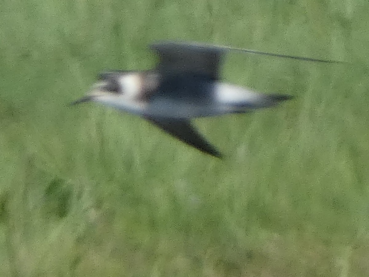 Black Tern - ML623648023