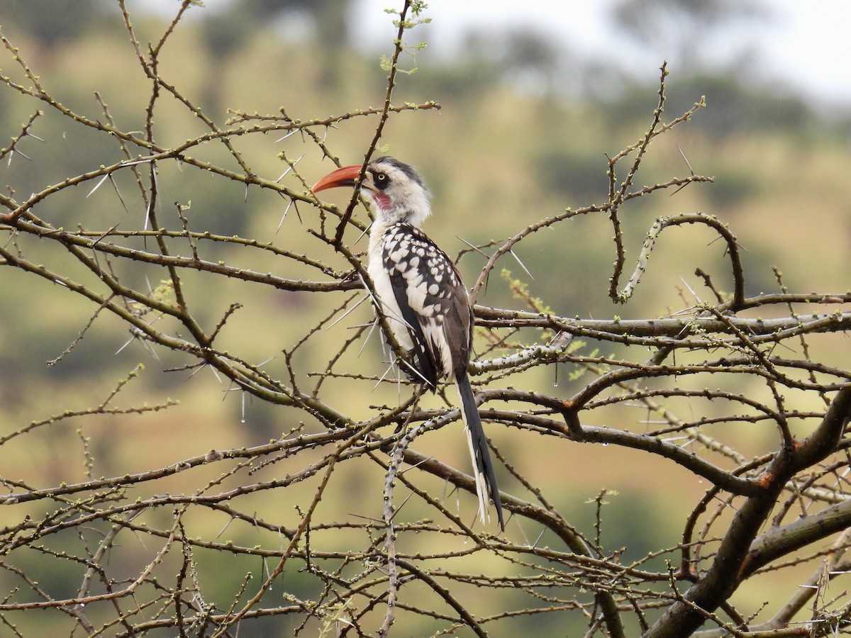 Calao du Ruaha - ML623648028