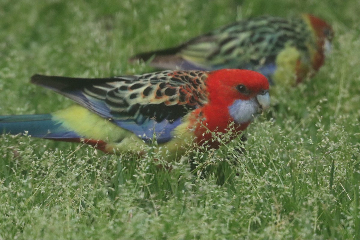 Crimson x Eastern Rosella (hybrid) - ML623648035