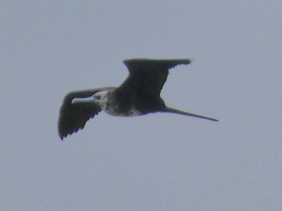 Magnificent Frigatebird - ML623648045