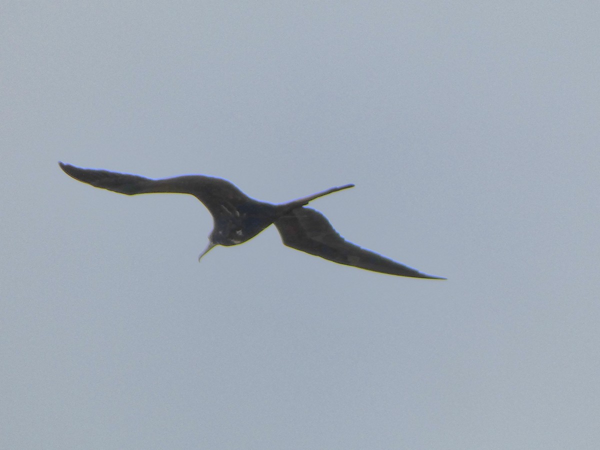 Magnificent Frigatebird - ML623648046