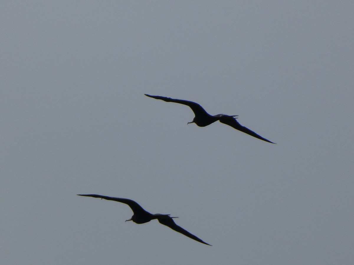 Magnificent Frigatebird - ML623648047