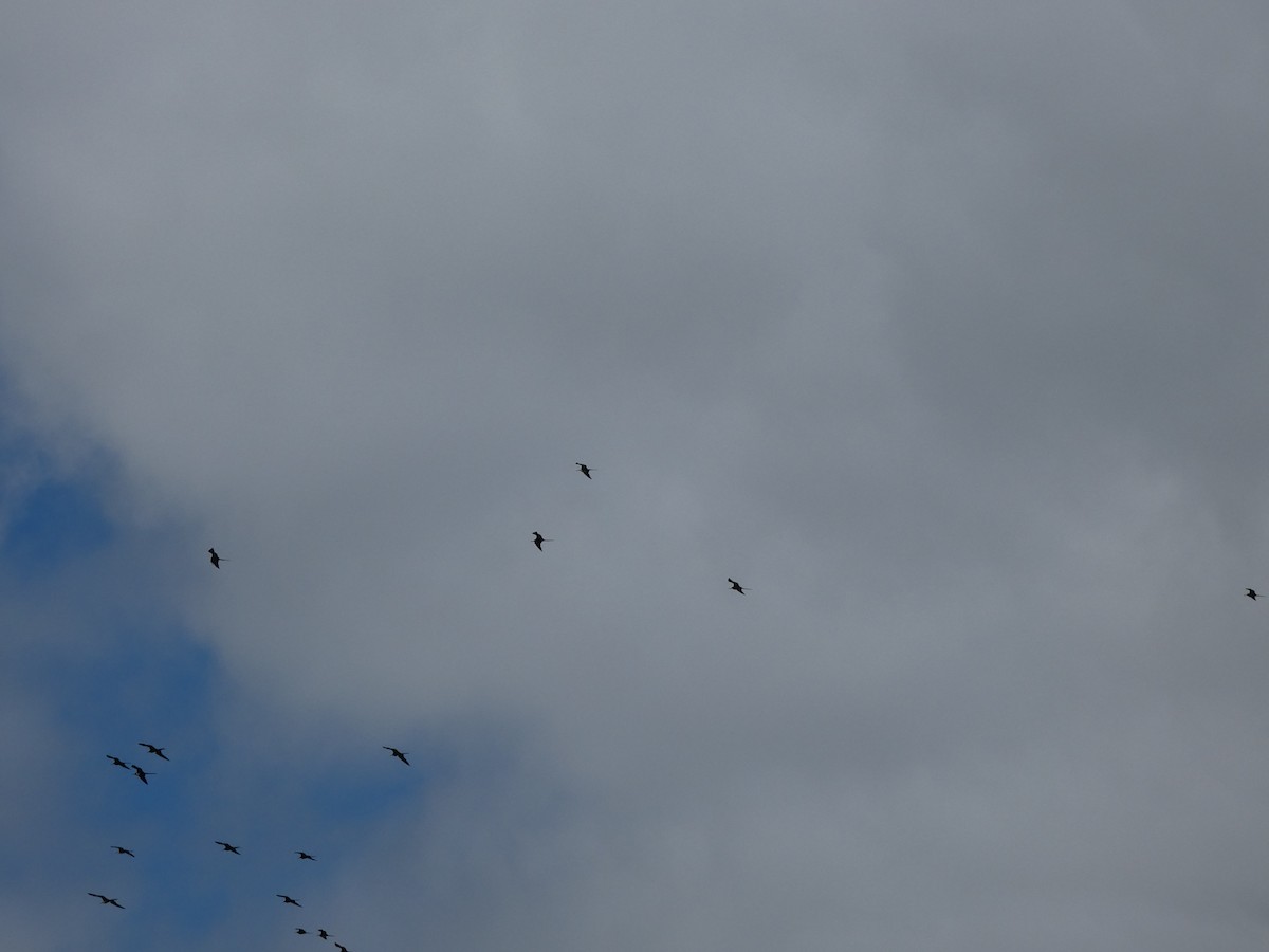 Magnificent Frigatebird - ML623648048