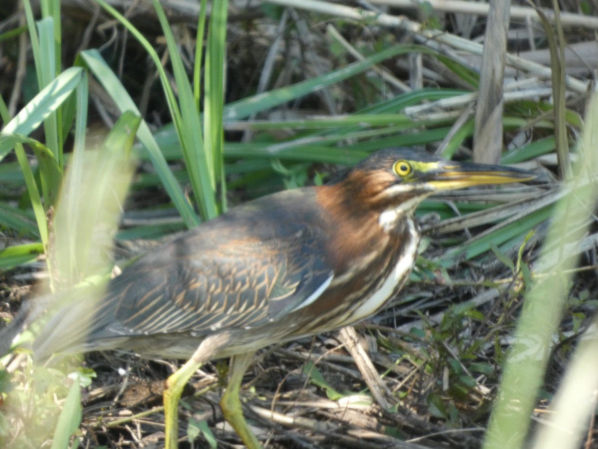 Green Heron - ML623648069