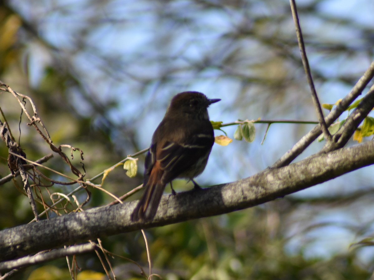 Blue-billed Black-Tyrant - Joaquin Alvarez Albano