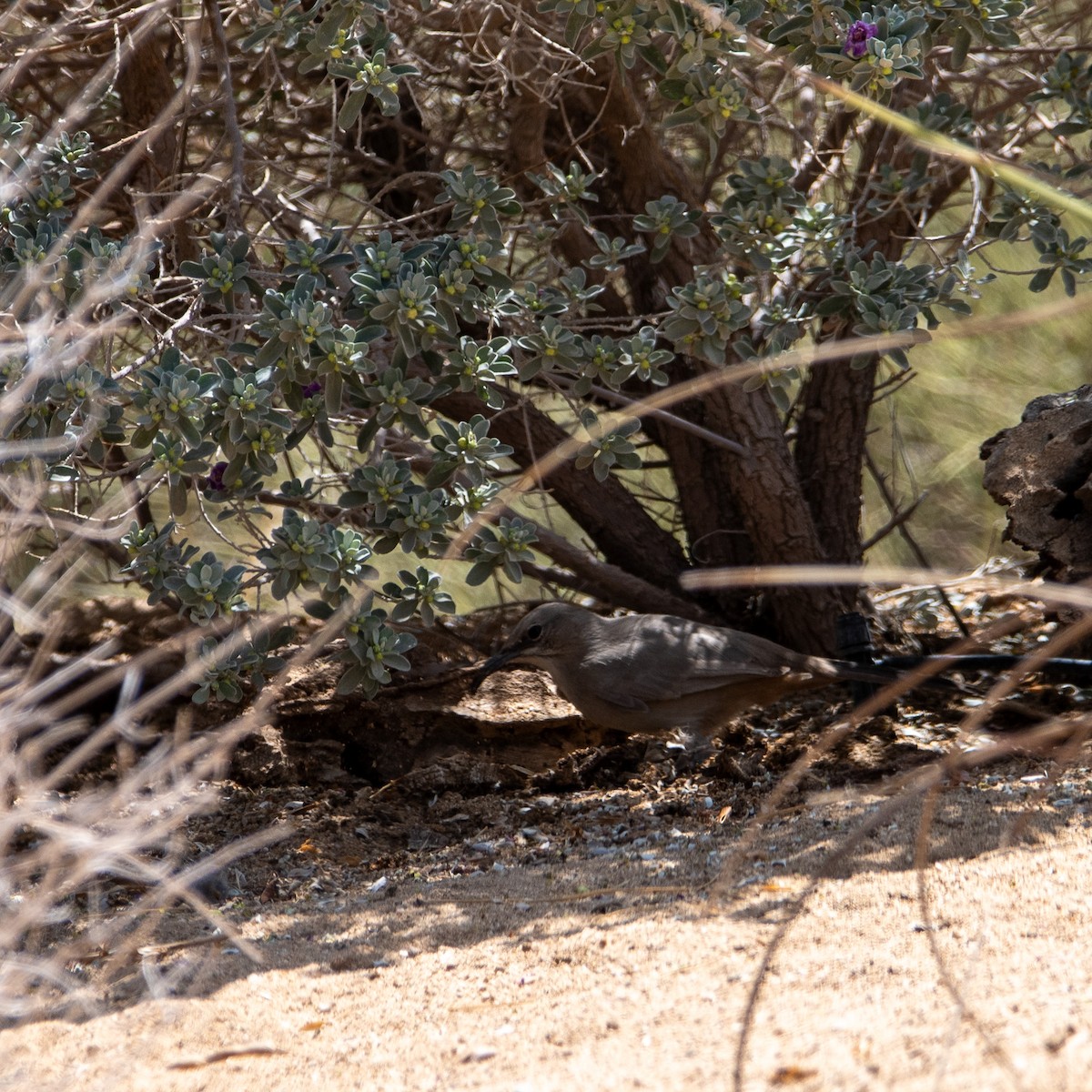 LeConte's Thrasher - ML623648093