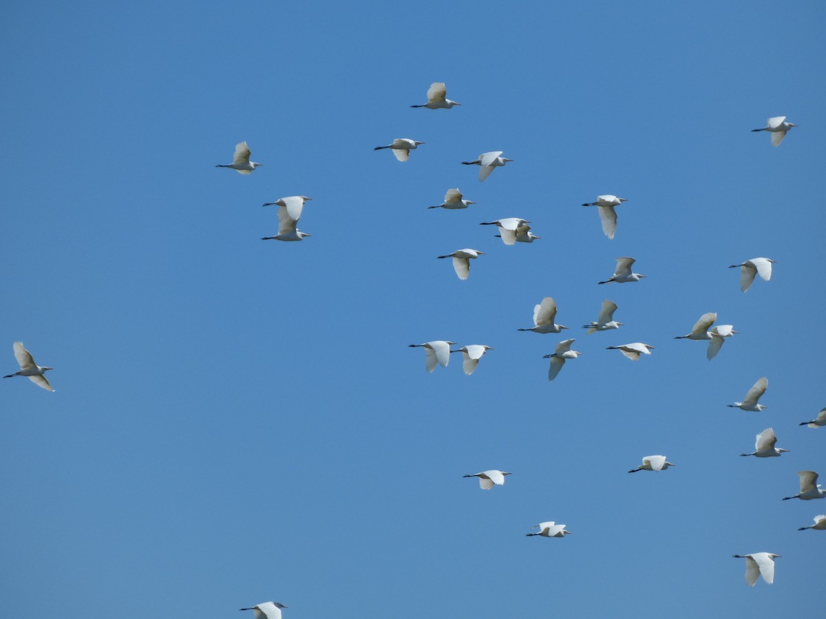 Western Cattle Egret - ML623648096