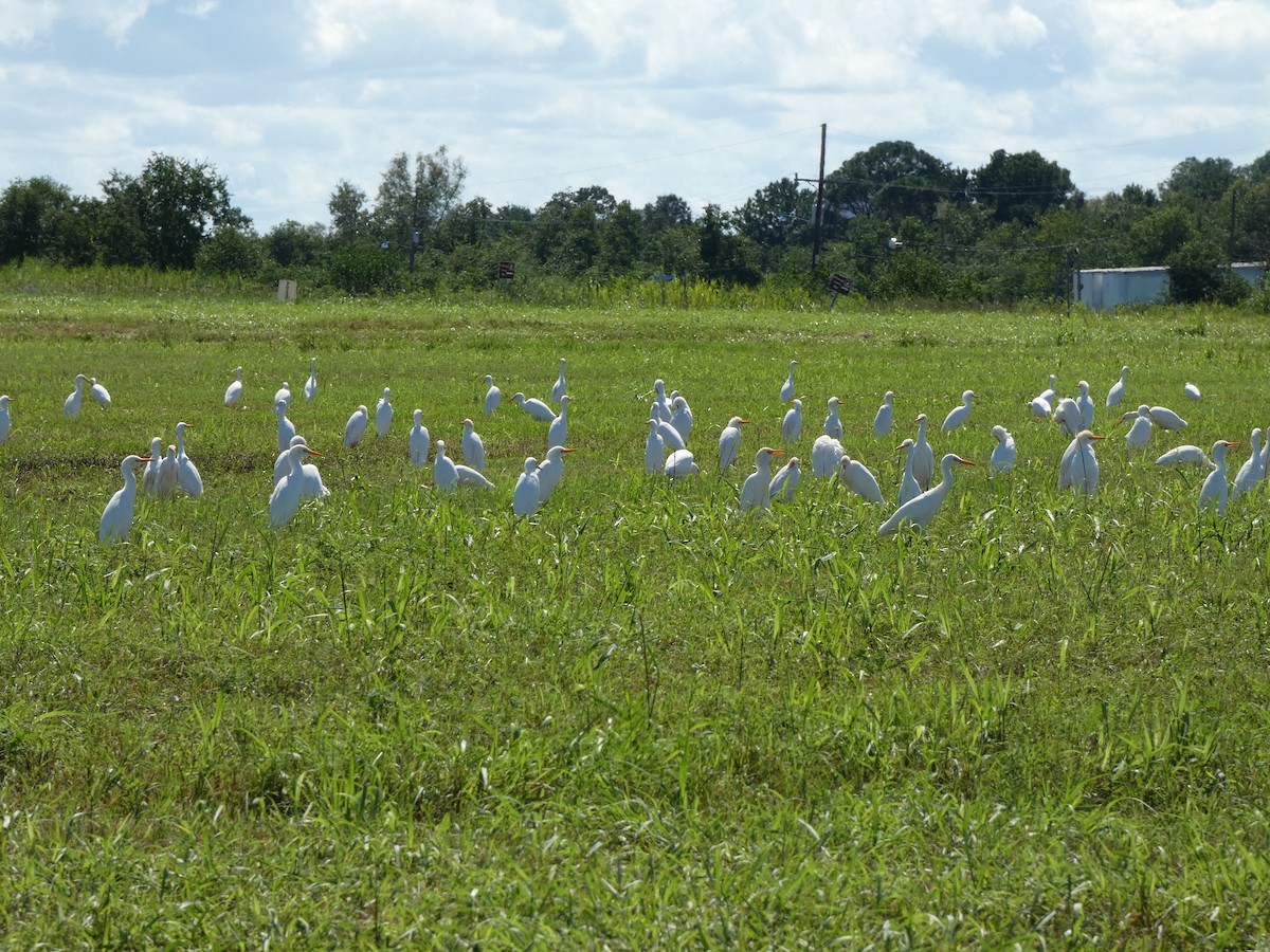 Western Cattle Egret - ML623648097