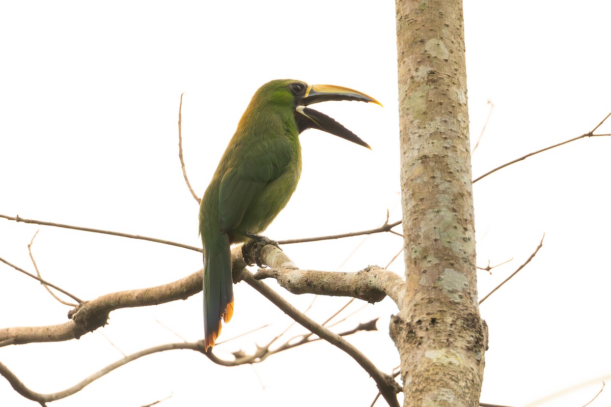 Southern Emerald-Toucanet (Black-throated) - ML623648111