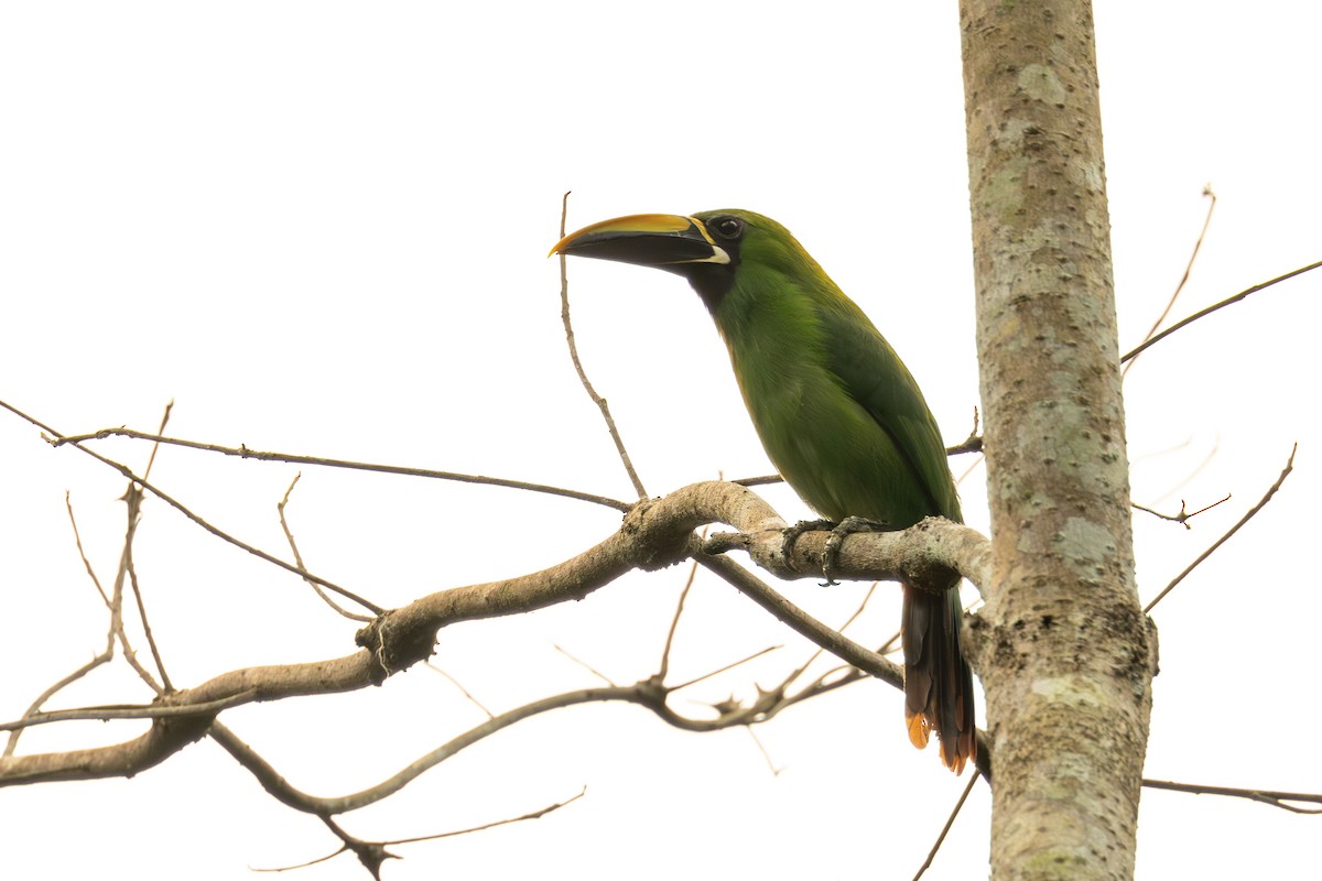 Southern Emerald-Toucanet (Black-throated) - ML623648113