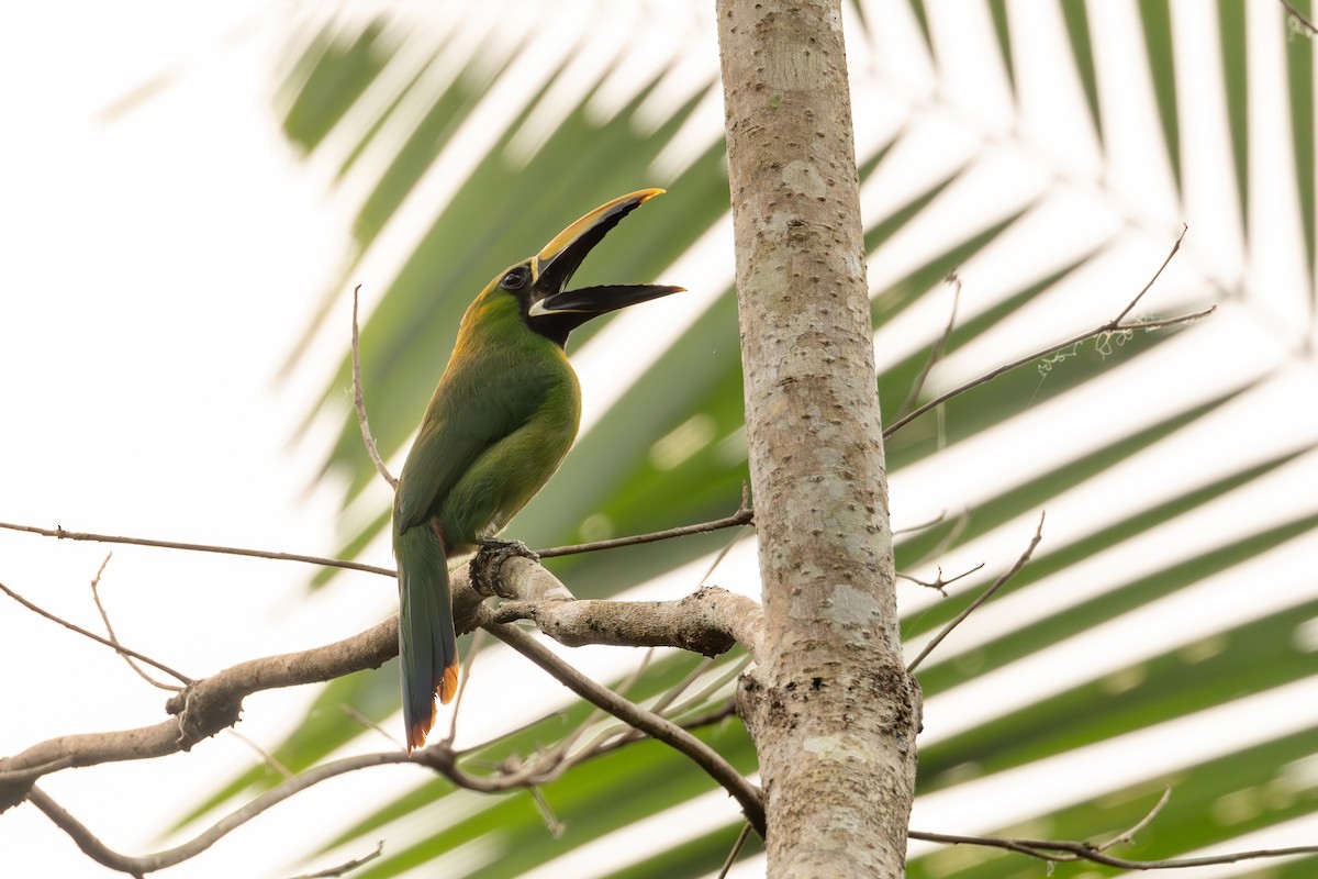 Southern Emerald-Toucanet (Black-throated) - ML623648114