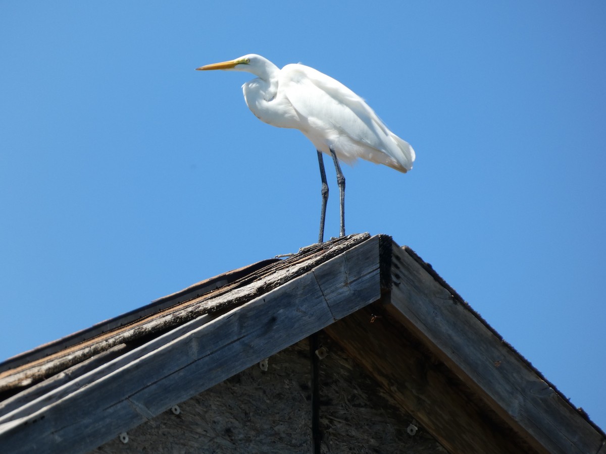 Great Egret - ML623648129