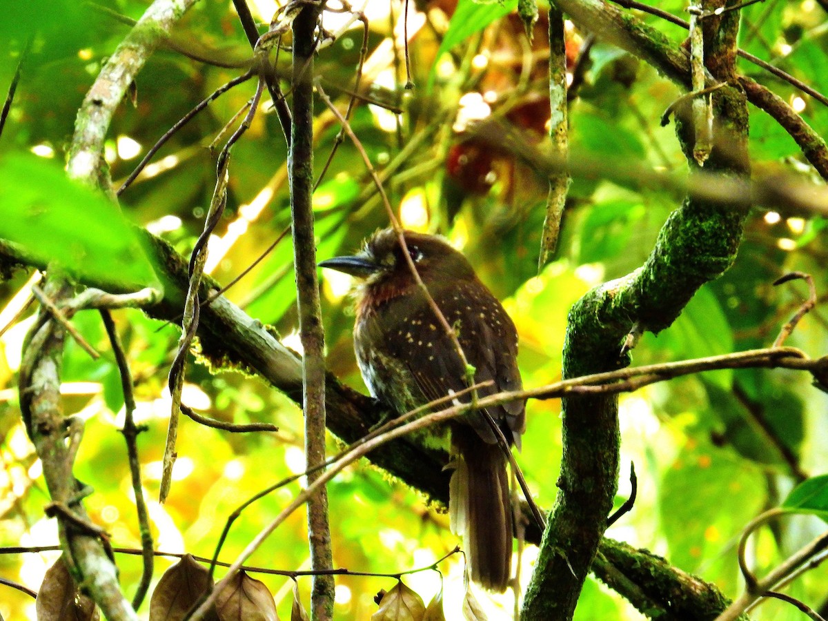 Moustached Puffbird - ML623648141
