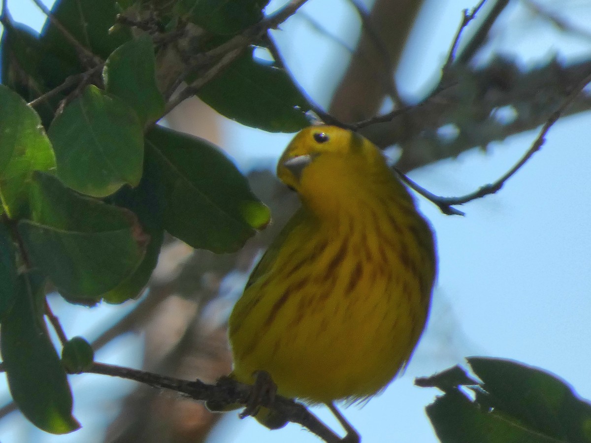 Yellow Warbler - ML623648162