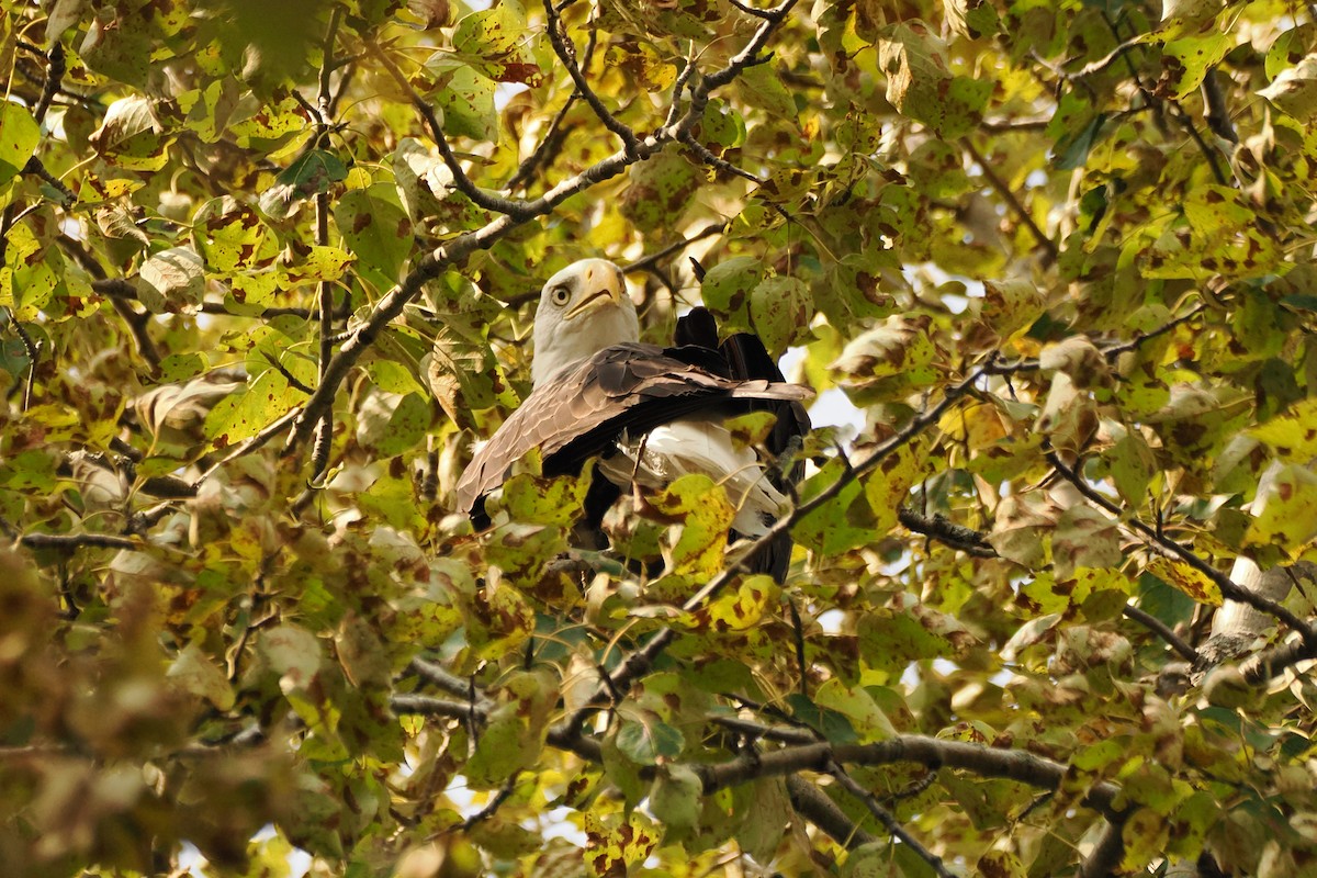 Bald Eagle - ML623648185