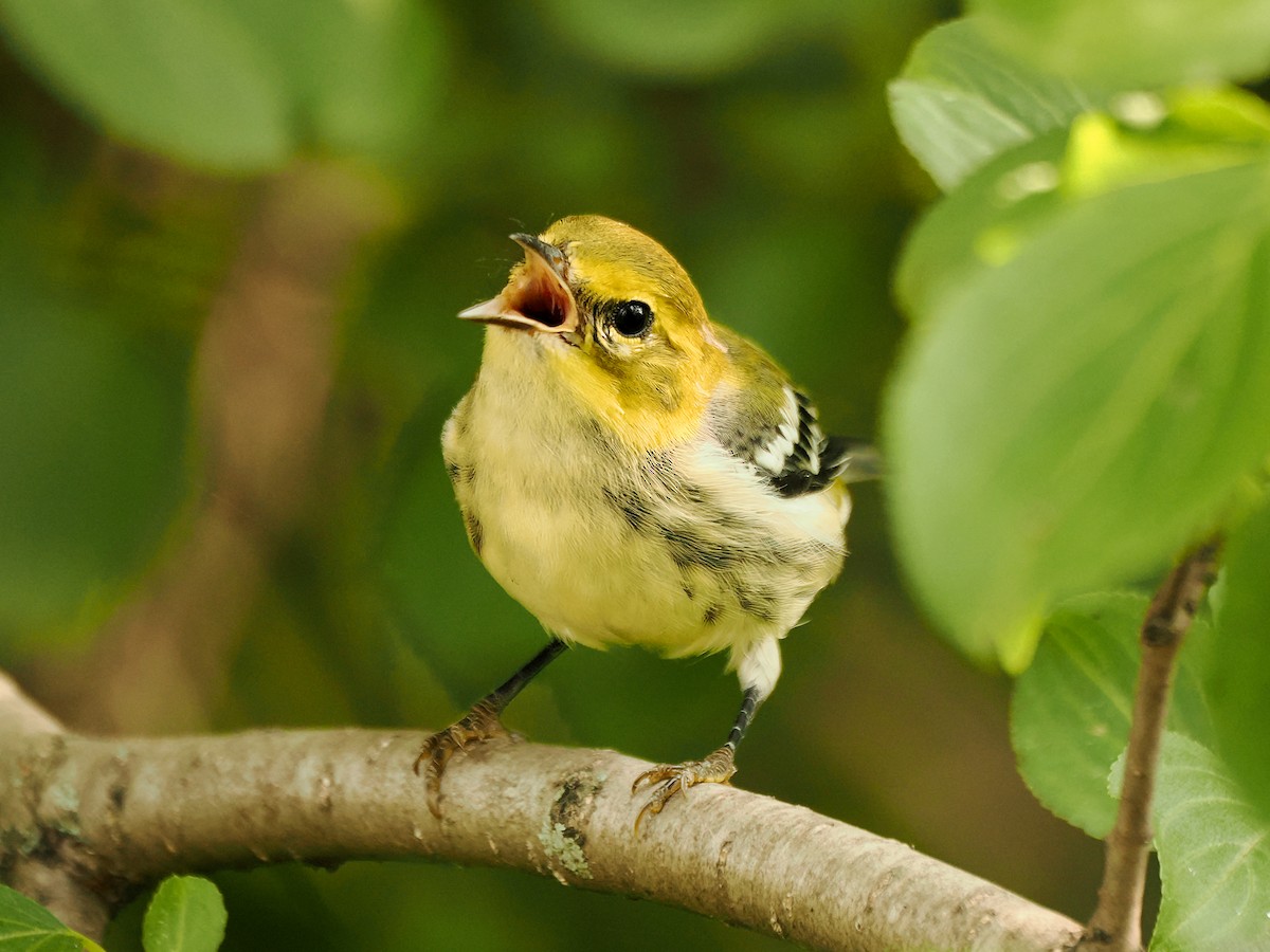 Black-throated Green Warbler - ML623648199