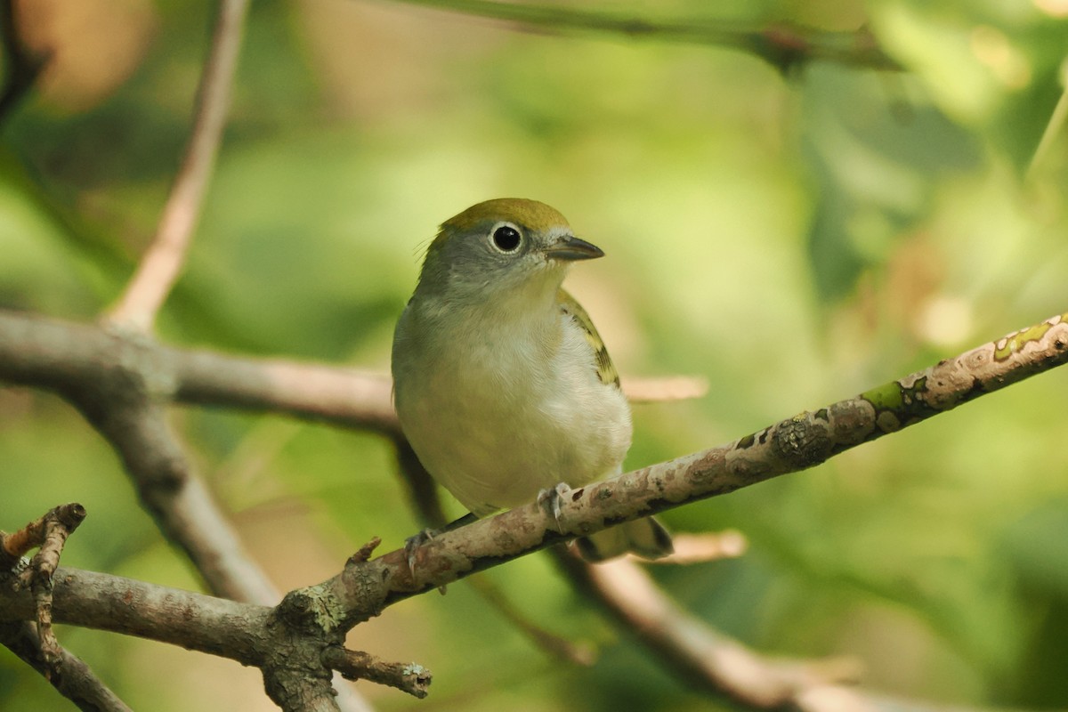 Chestnut-sided Warbler - ML623648203