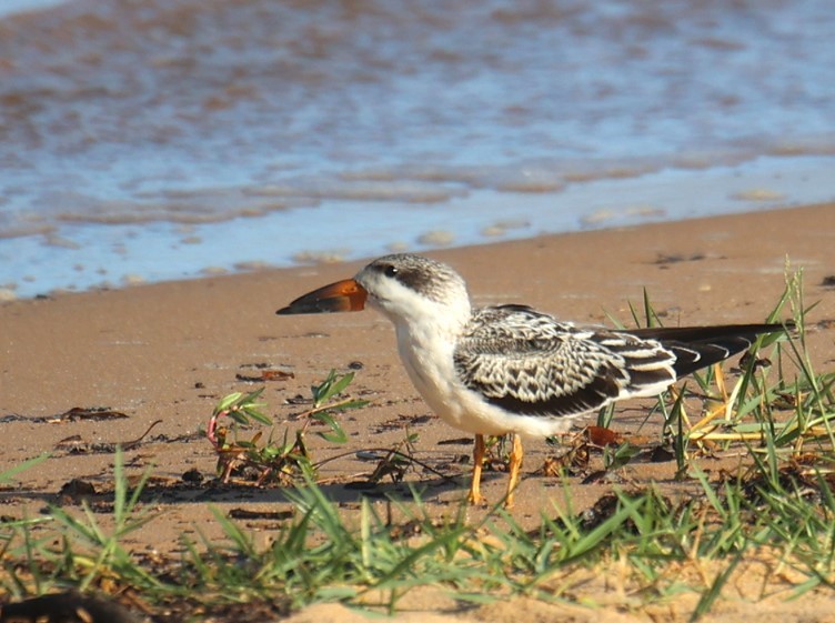 Black Skimmer - ML623648228