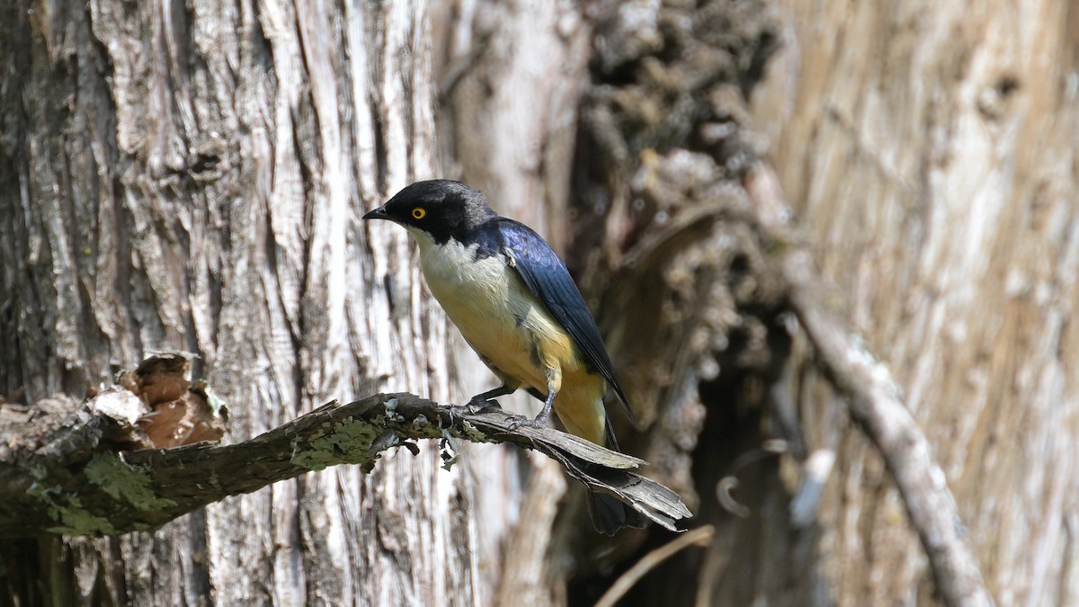 Sharpe's Starling - ML623648229