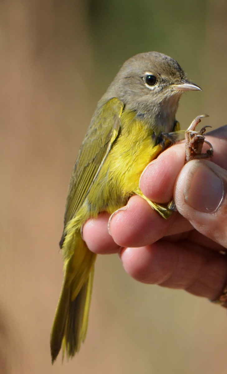 MacGillivray's Warbler - ML623648230