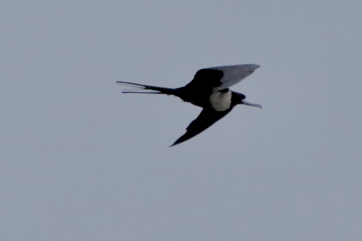 Magnificent Frigatebird - ML623648232