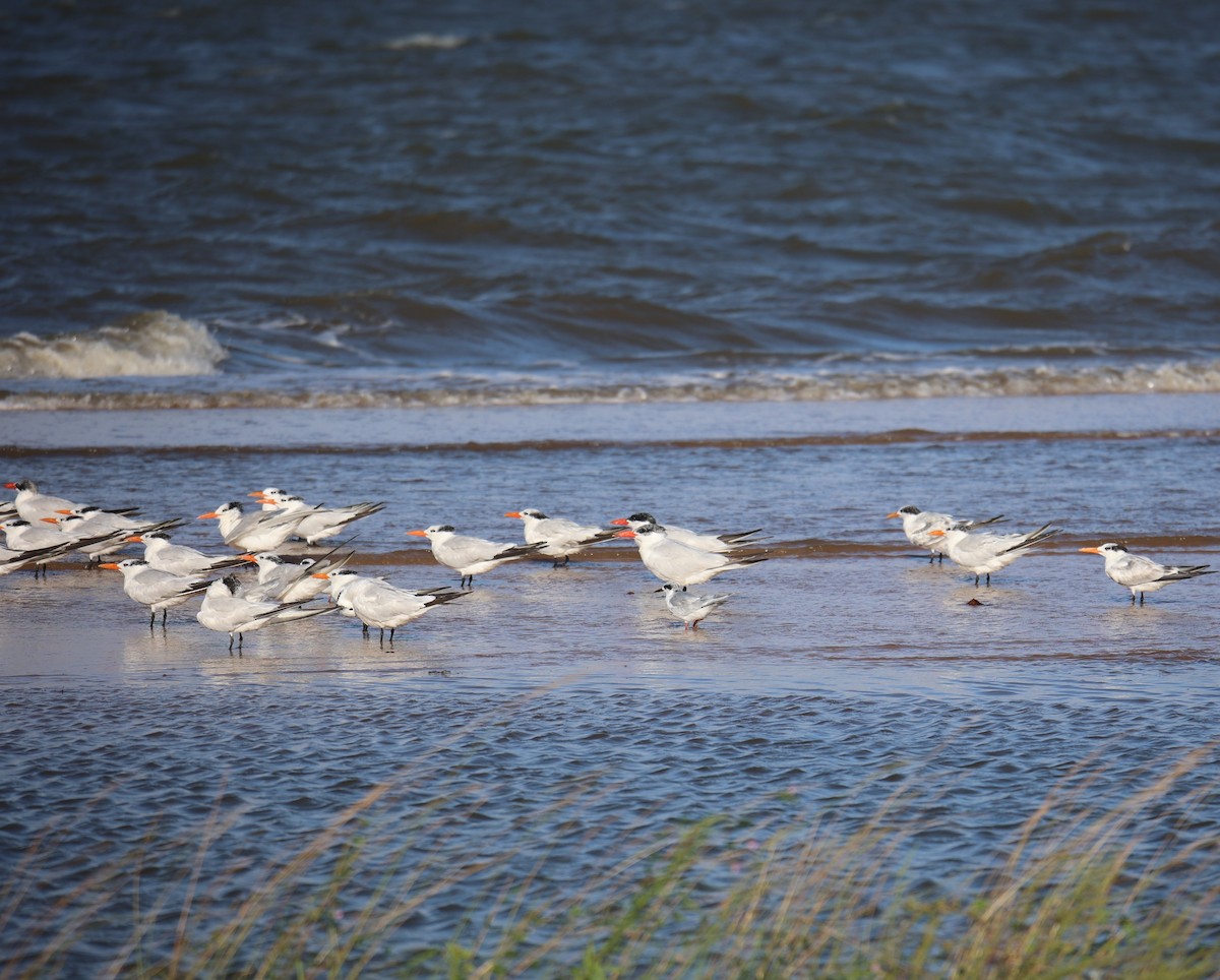 Royal Tern - ML623648234