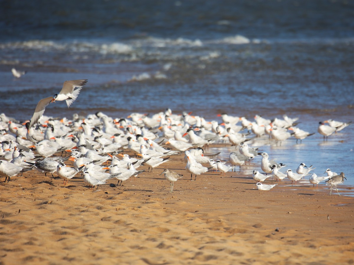 Royal Tern - ML623648235