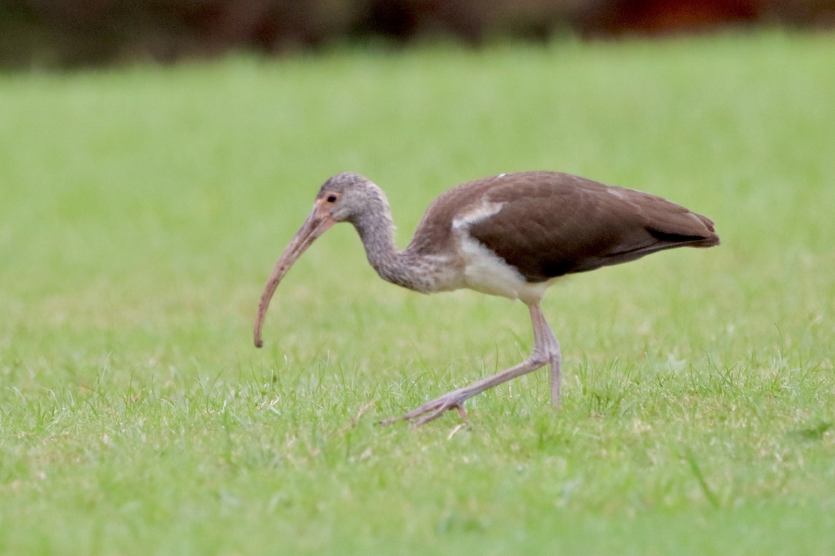 White Ibis - ML623648239