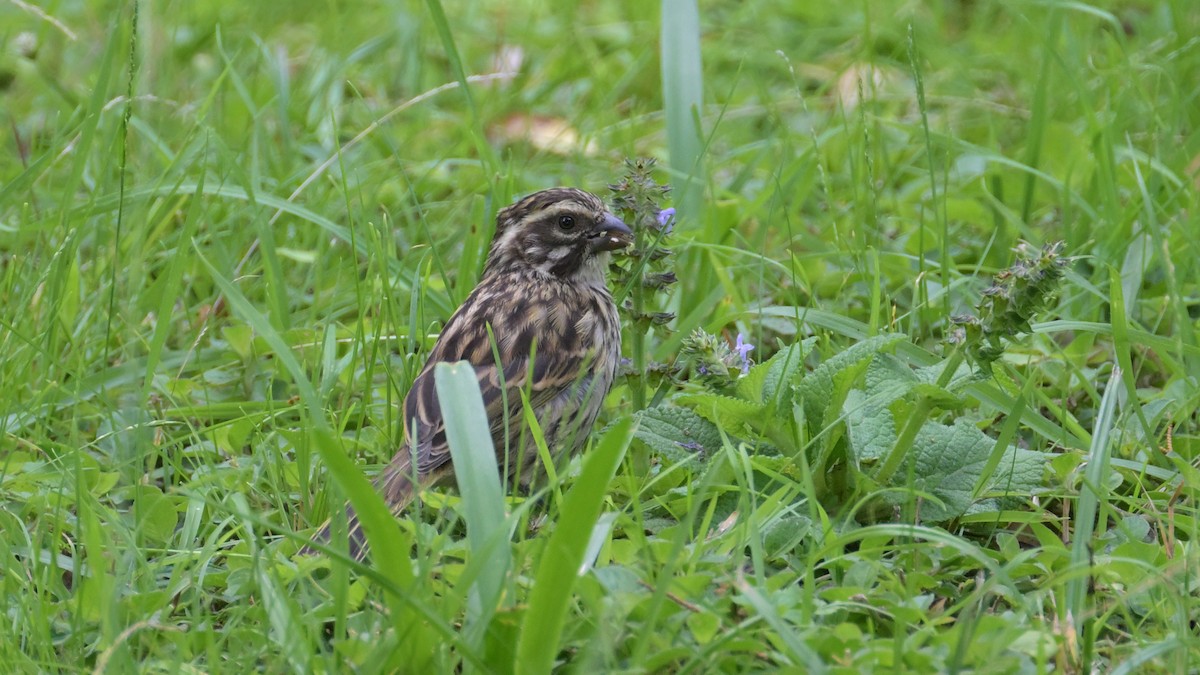 Streaky Seedeater - ML623648240