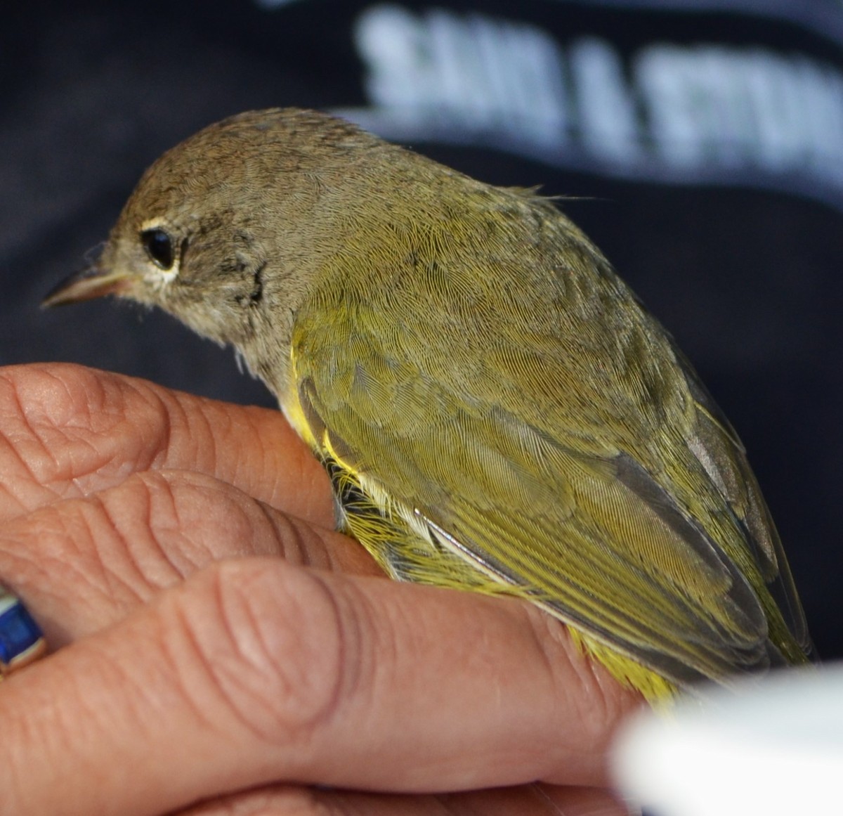 MacGillivray's Warbler - ML623648241