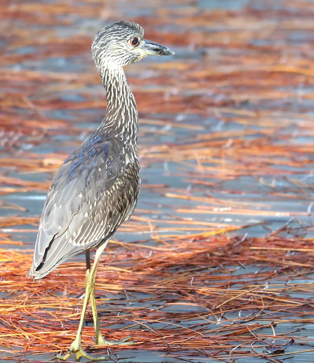 Yellow-crowned Night Heron - Lawrence Gardella