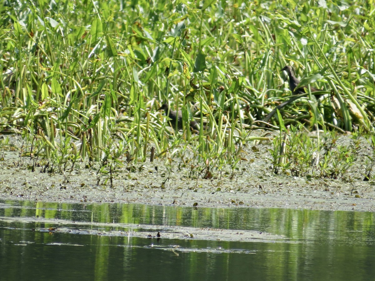 Common Gallinule - ML623648244