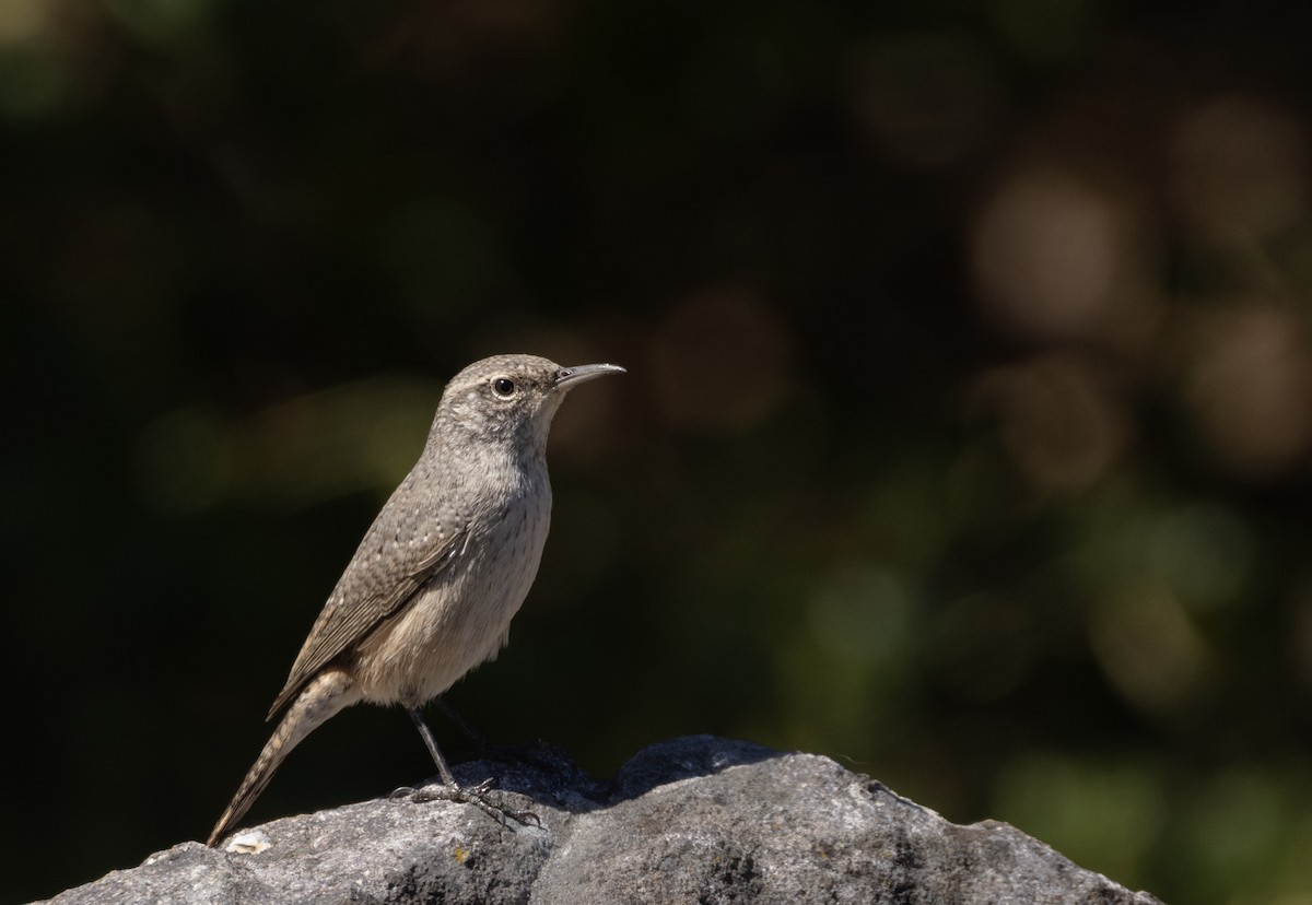 Rock Wren - ML623648245