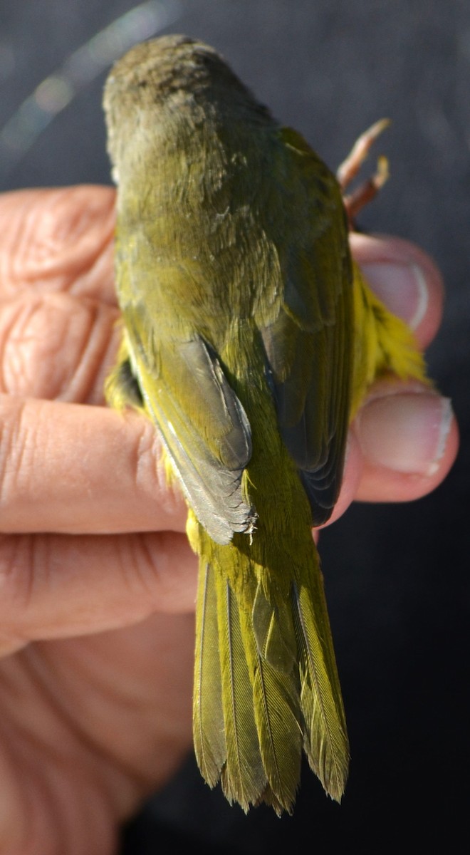 MacGillivray's Warbler - ML623648246