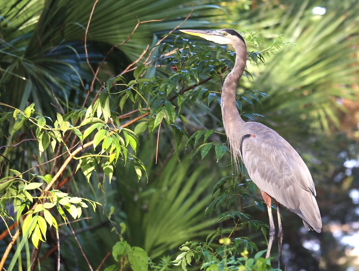 Great Blue Heron (Great Blue) - ML623648251