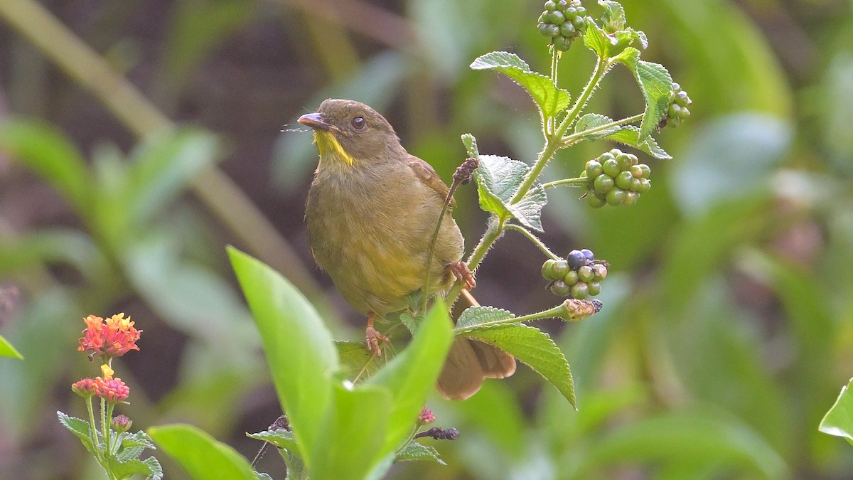 Yellow-whiskered Greenbul - ML623648254