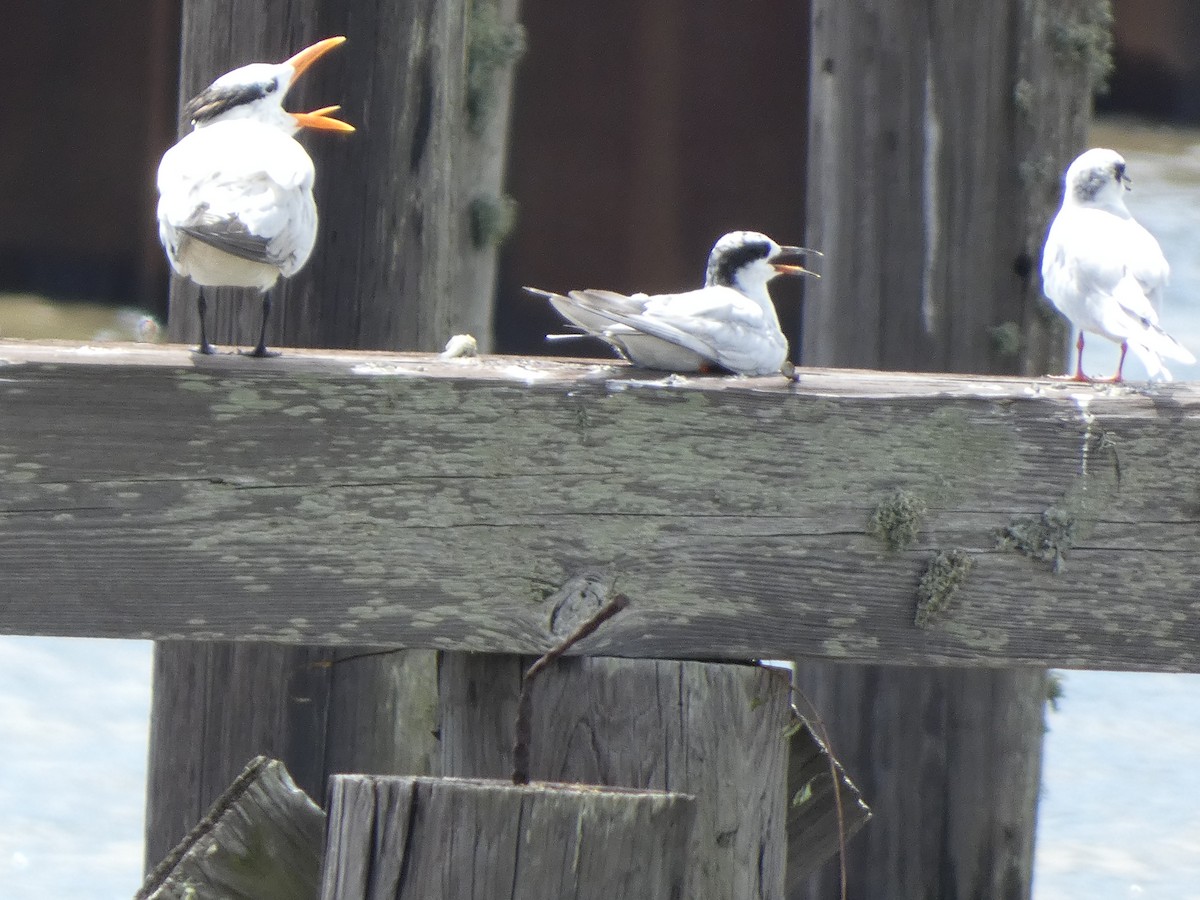 Forster's Tern - Gerald Schill