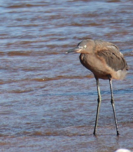 Reddish Egret - Lawrence Gardella